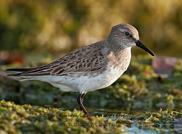 Calidris fuscicollis  WHITE-RUMPED SANDPIPER 3009912z