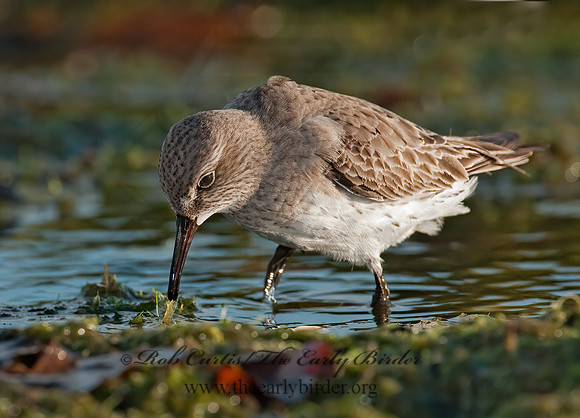 Calidris fuscicollis  WHITE-RUMPED SANDPIPER 3009928z