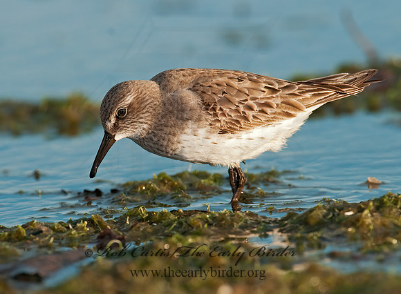 Calidris fuscicollis  WHITE-RUMPED SANDPIPER 3009919z
