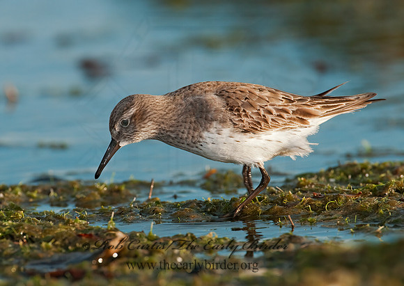 Calidris fuscicollis  WHITE-RUMPED SANDPIPER 3009915z