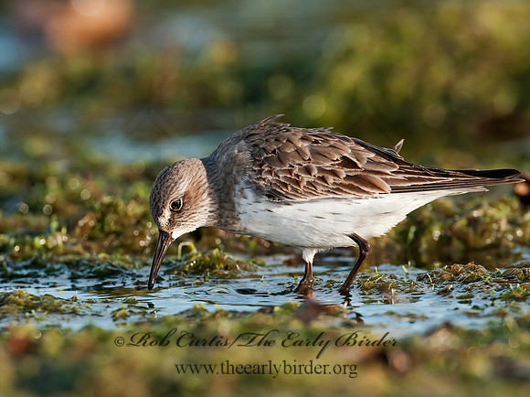 Calidris fuscicollis  WHITE-RUMPED SANDPIPER 3009937z