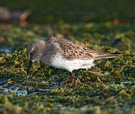 Calidris fuscicollis  WHITE-RUMPED SANDPIPER 3009933z