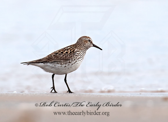 Calidris fuscicollis  WHITE-RUMPED SANDPIPER 8031172z