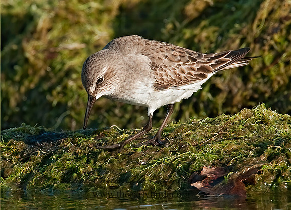 Calidris fuscicollis  WHITE-RUMPED SANDPIPER 3009959z