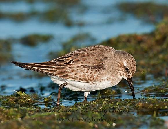 Calidris fuscicollis  WHITE-RUMPED SANDPIPER 3009946z