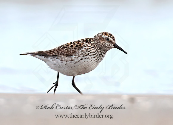 Calidris fuscicollis  WHITE-RUMPED SANDPIPER 8031173z