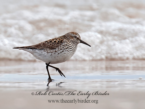 Calidris fuscicollis  WHITE-RUMPED SANDPIPER 8031175z
