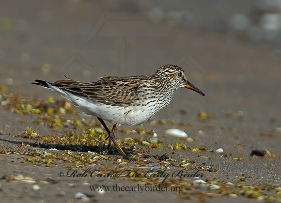 Calidris fuscicollis  WHITE-RUMPED SANDPIPER 9002348z