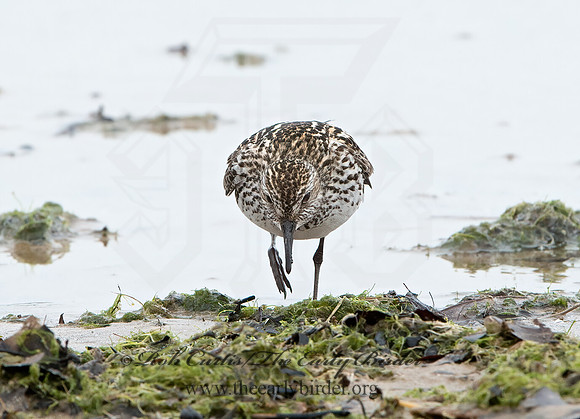 Calidris fuscicollis  WHITE-RUMPED SANDPIPER 9046534z