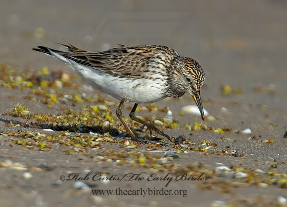 Calidris fuscicollis  WHITE-RUMPED SANDPIPER 9002349z