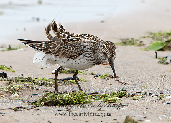 Calidris fuscicollis  WHITE-RUMPED SANDPIPER 9046541z