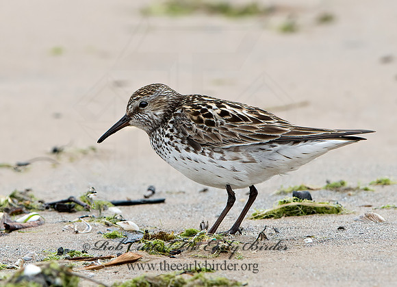 Calidris fuscicollis  WHITE-RUMPED SANDPIPER 9046546z