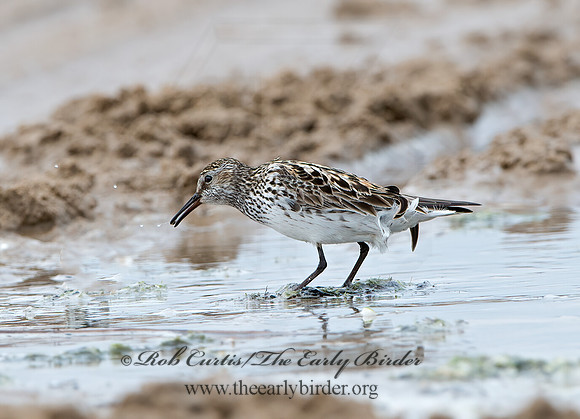 Calidris fuscicollis  WHITE-RUMPED SANDPIPER 9046566z