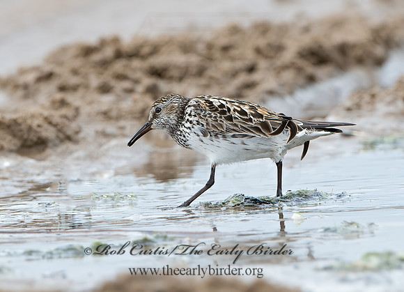 Calidris fuscicollis  WHITE-RUMPED SANDPIPER 9046567z