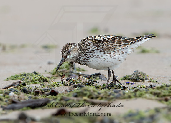 Calidris fuscicollis  WHITE-RUMPED SANDPIPER 9046575z