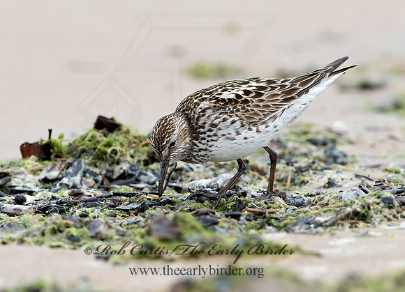 Calidris fuscicollis  WHITE-RUMPED SANDPIPER 9046579z