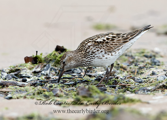 Calidris fuscicollis  WHITE-RUMPED SANDPIPER 9046581z