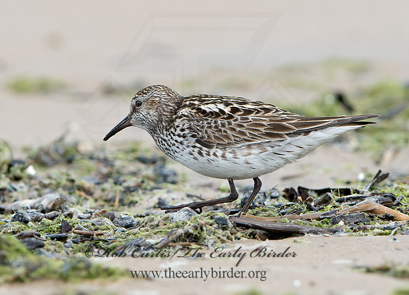 Calidris fuscicollis  WHITE-RUMPED SANDPIPER 9046586z