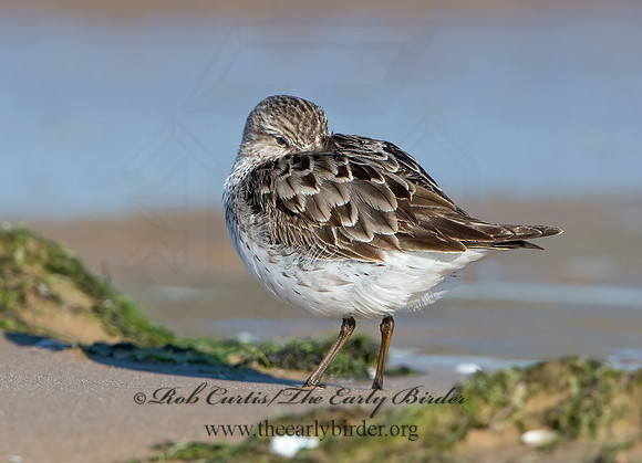 Calidris fuscicollis  WHITE-RUMPED SANDPIPER 9053873z