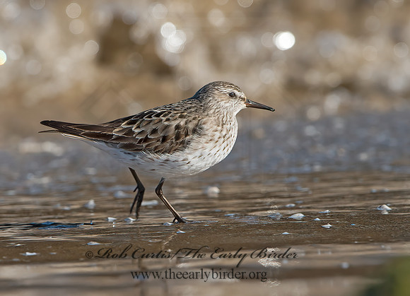 Calidris fuscicollis  WHITE-RUMPED SANDPIPER 9053891z