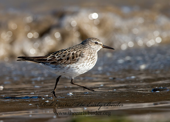 Calidris fuscicollis  WHITE-RUMPED SANDPIPER 9053892z