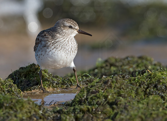 Calidris fuscicollis  WHITE-RUMPED SANDPIPER 9053908z