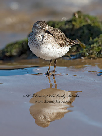 Calidris fuscicollis  WHITE-RUMPED SANDPIPER 9053910z