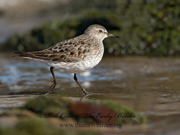Calidris fuscicollis  WHITE-RUMPED SANDPIPER 9053922z