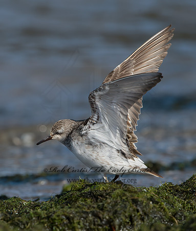 Calidris fuscicollis  WHITE-RUMPED SANDPIPER 9053926z