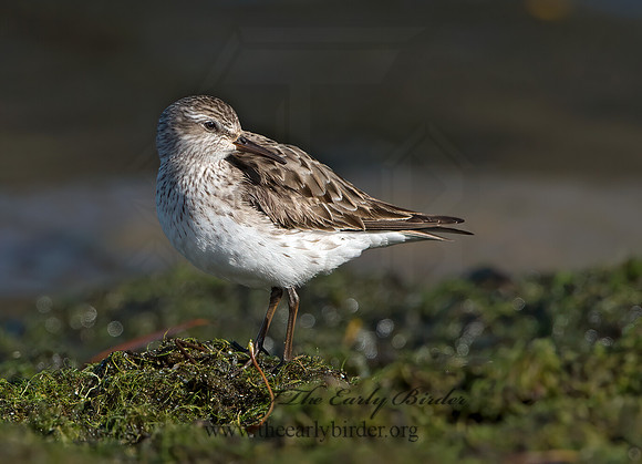 Calidris fuscicollis  WHITE-RUMPED SANDPIPER 9053929z