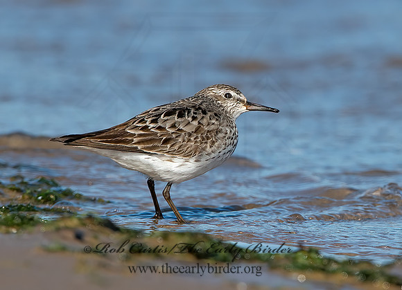 Calidris fuscicollis  WHITE-RUMPED SANDPIPER 9053931z
