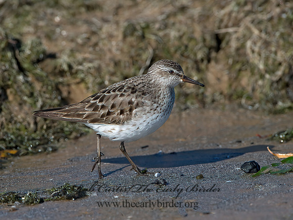 Calidris fuscicollis  WHITE-RUMPED SANDPIPER 9053940z