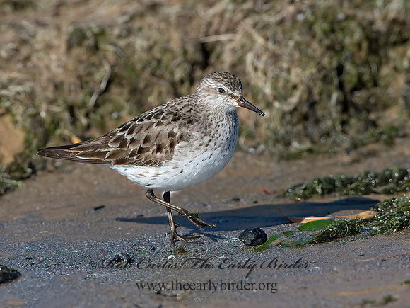 Calidris fuscicollis  WHITE-RUMPED SANDPIPER 9053941z