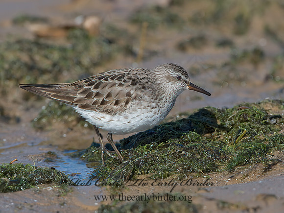 Calidris fuscicollis  WHITE-RUMPED SANDPIPER 9053951z