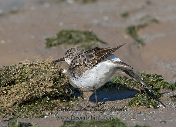 Calidris fuscicollis  WHITE-RUMPED SANDPIPER 9053984z