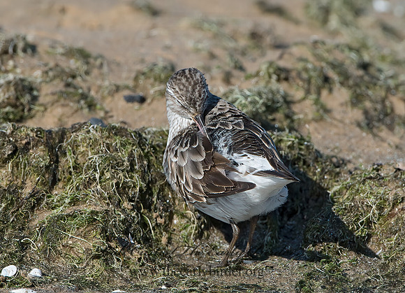Calidris fuscicollis  WHITE-RUMPED SANDPIPER 9053987z