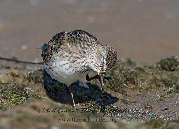 Calidris fuscicollis  WHITE-RUMPED SANDPIPER 9054041z