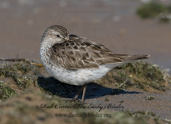 Calidris fuscicollis  WHITE-RUMPED SANDPIPER 9054044z