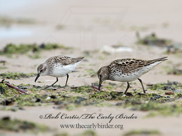 Calidris fuscicollis  WHITE-RUMPED SANDPIPER 9046576z