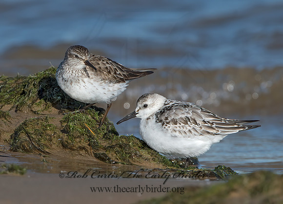 Calidris fuscicollis  WHITE-RUMPED SANDPIPER 9053867z