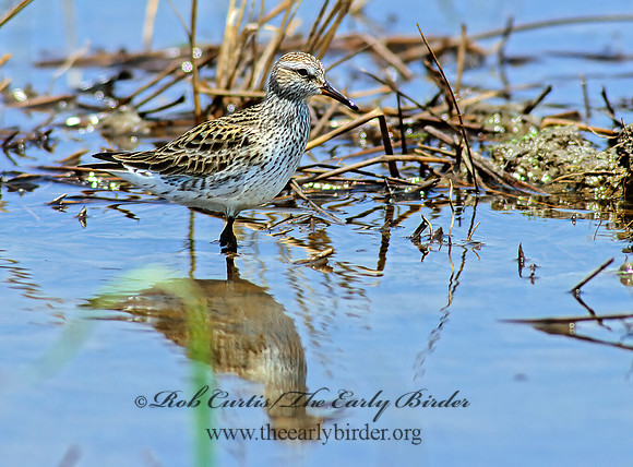 Calidris fuscicollis  WHITE-RUMPED SANDPIPER 204022z