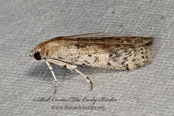 Crocidomera imitata  PHYCITINI PYRALID MOTH 3030751z