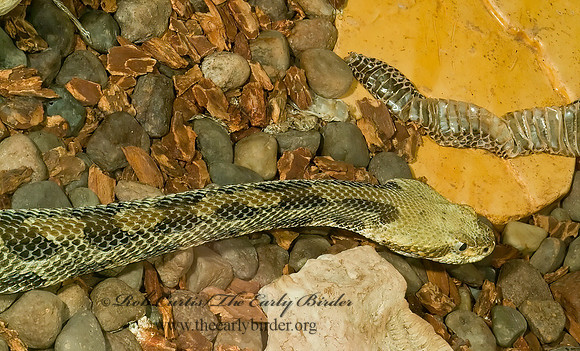 Crotalus horridus  TIMBER RATTLESNAKE4002596z