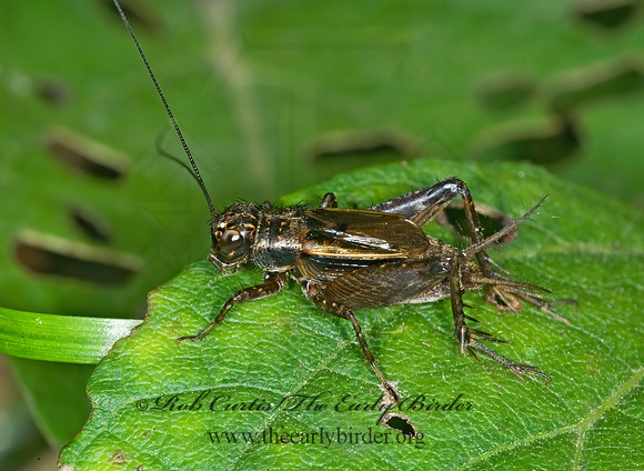 Allonemobius fasciatus STRIPED GROUND CRICKET  6014407 z