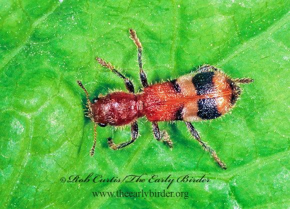Enoclerus rosmarus  CHECKERED BEETLE 1112016 z