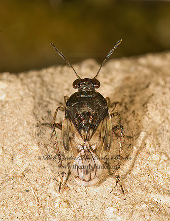 Saldula pallipes 8016689z