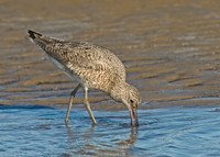 Tringa semipalmatus WILLET 7003706z
