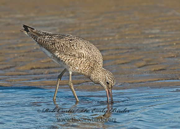 Tringa semipalmatus  WILLET 7003706z