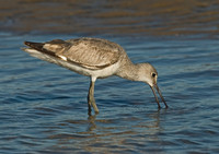 Tringa semipalmatus WILLET 7003699z