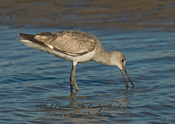 Tringa semipalmatus  WILLET 7003699z